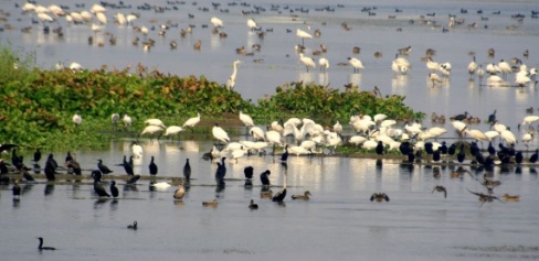 हातनुर धरण जलाशयावर आज होणार आशियाई पान पक्षी गणना