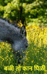 बळी तो कान पिळी