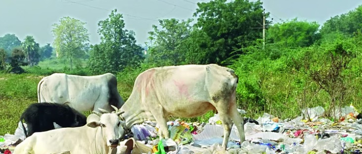 प्लास्टिकचा वाढता विळखा; मानवासह पशु-पक्ष्यांच्या जीविताला धोका,प्लास्टिकचा वापर टाळणे हीच काळाची गरज; पर्यावरण संवर्धनासाठी नागरिकांनी पुढाकार घेण्याचे आवाहन - सौ. सीमा वखरे
